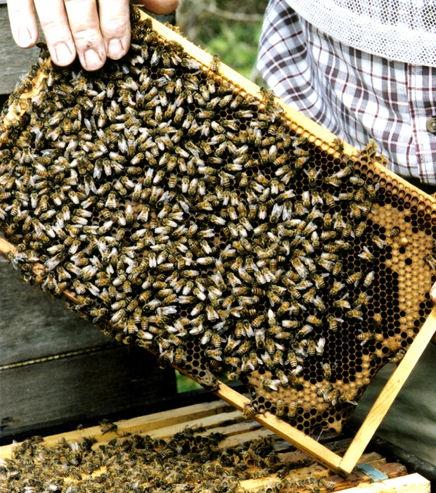 Great British Bee Count 2015