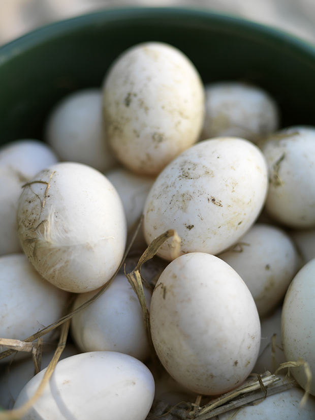 Keeping ducks Duck keeping for beginners