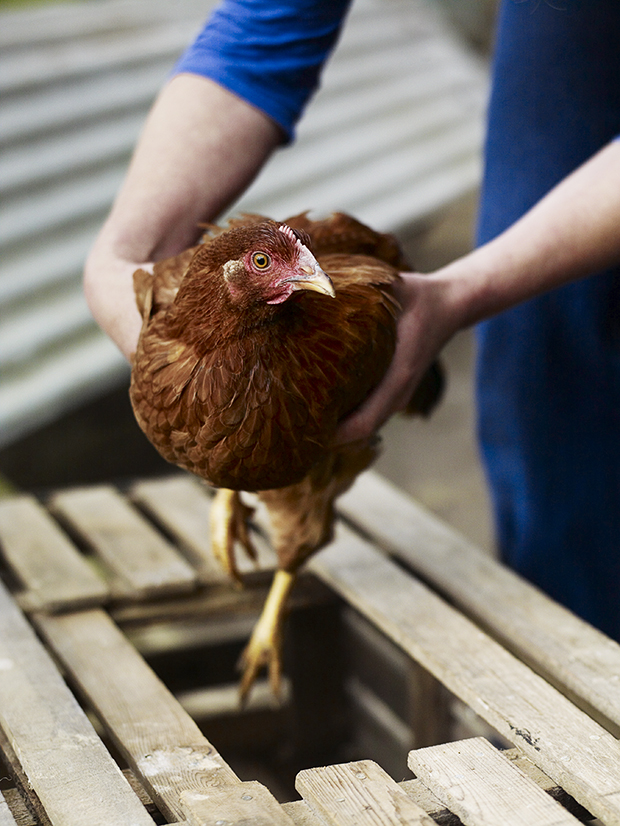 Video How to keep chickens Country Living Magazine UK