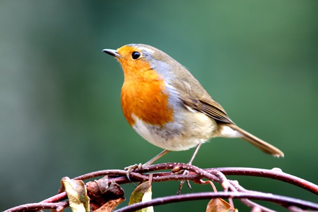 Robin crowned Britain's National Bird