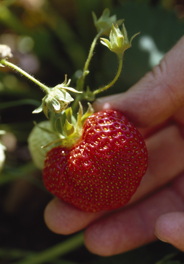 A bumper crop of sweet British strawberries at Wimbledon Country