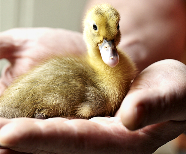 Keeping ducks Duck keeping for beginners