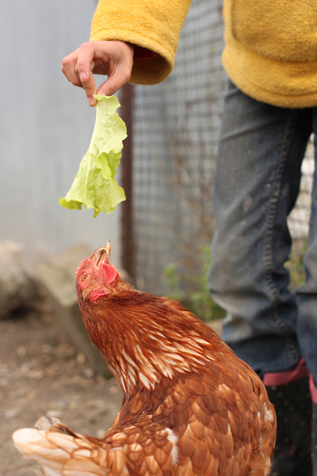 January tips for keeping chickens A howto guide
